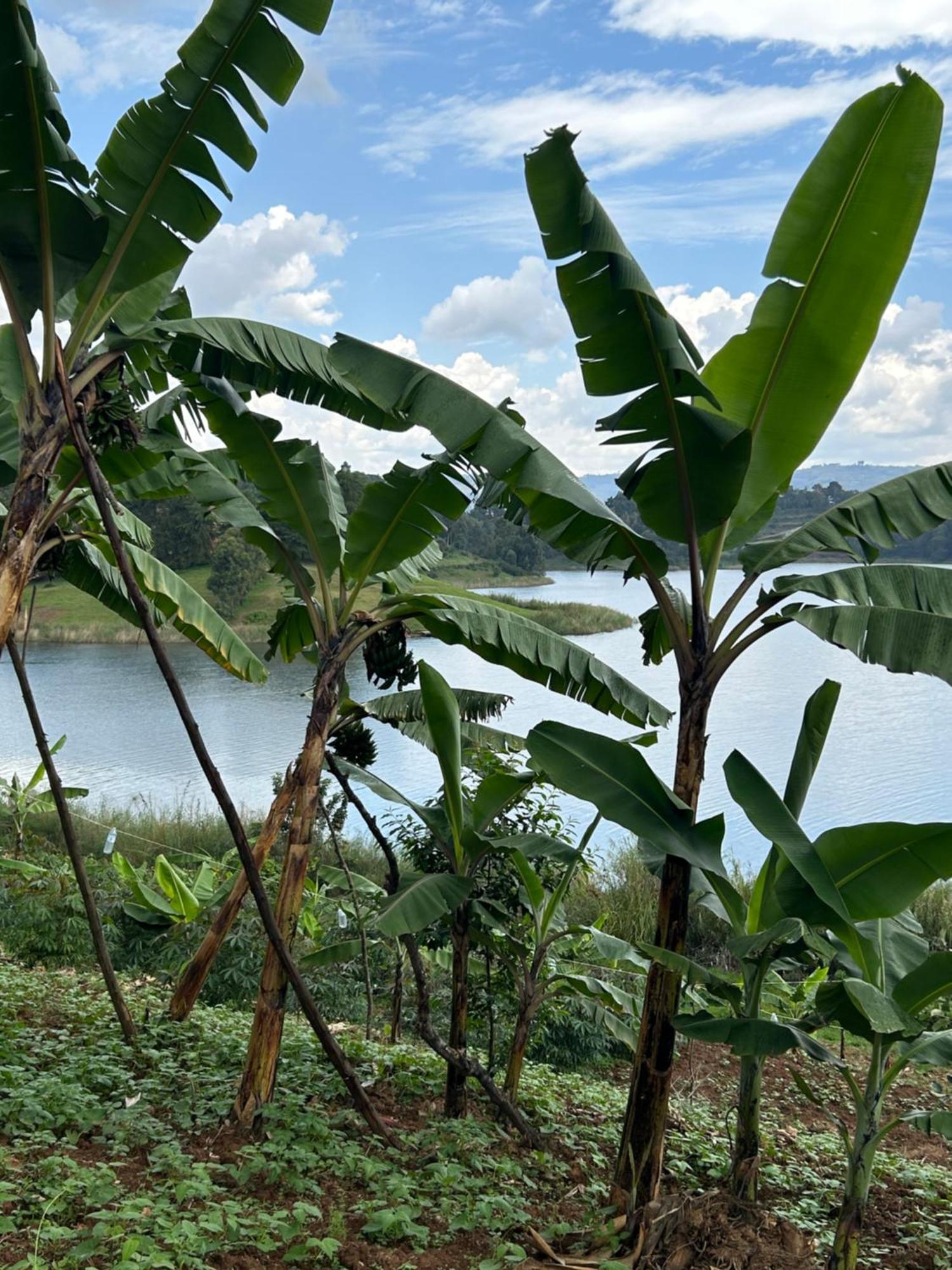 Itambira Island, Seeds Of Hope Kabale Exterior foto
